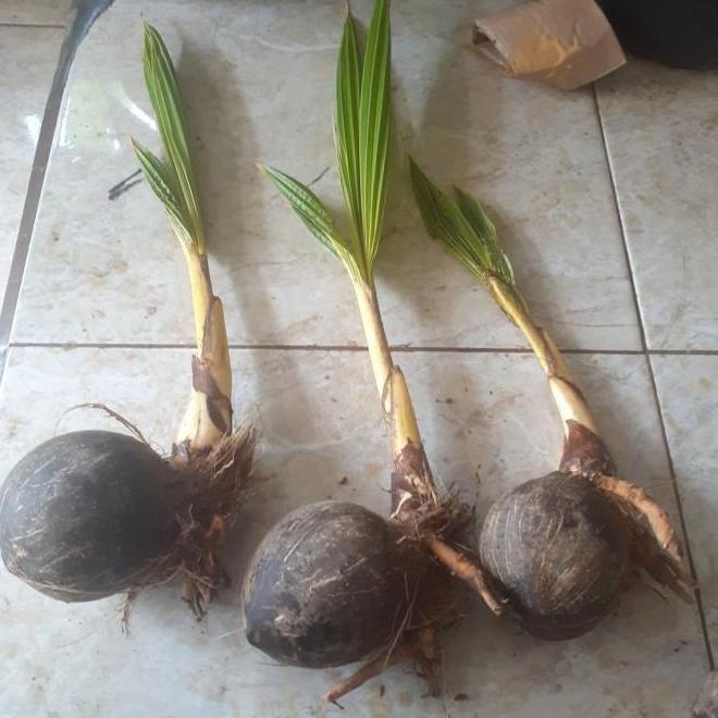 Bahan Bonsai Kelapa Bibit Bonsai kelapa Gading Kelapa bonsai termurah