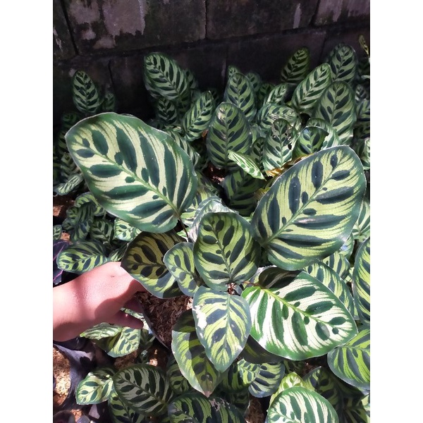 calathea Makoyama import