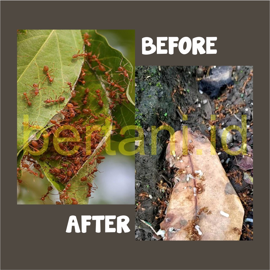 PEMBASMI SEMUT RUMAH | Semut Merah Regent Rangrang 250ml