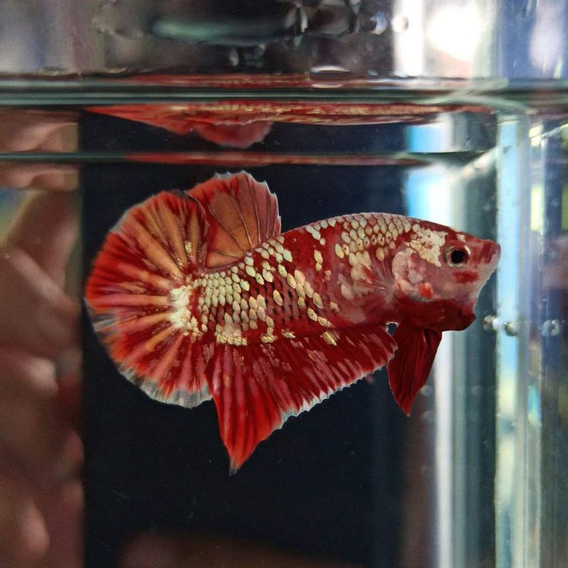 ikan cupang RGG sepasang  good quality VVIP