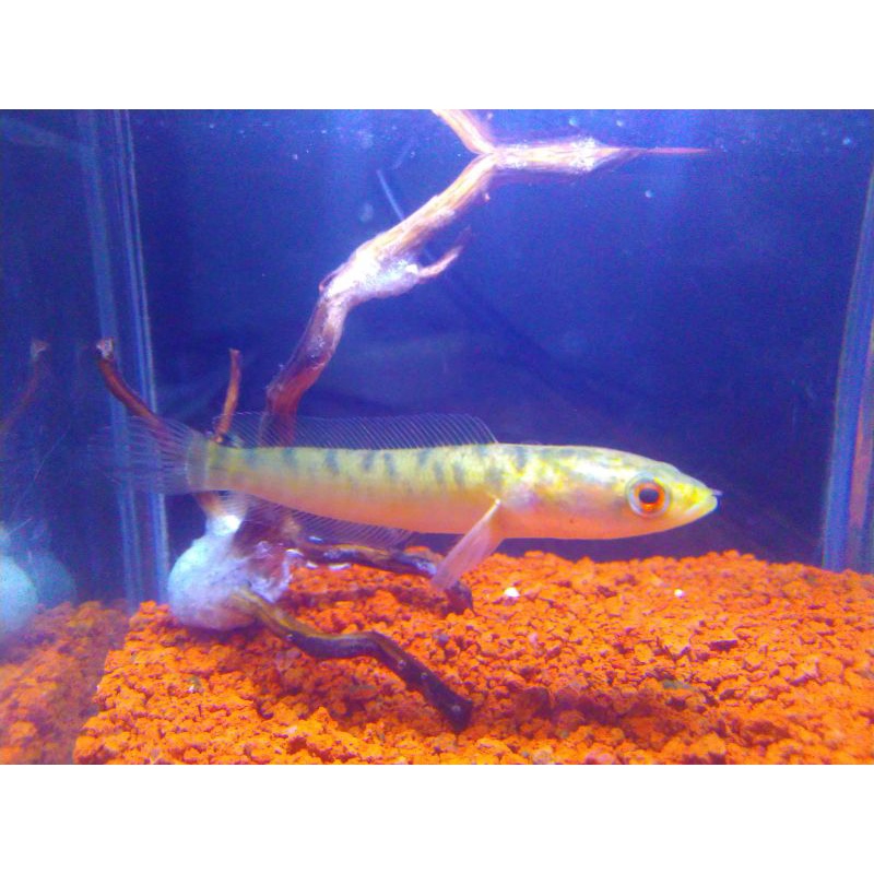 Striata Golden Tiger