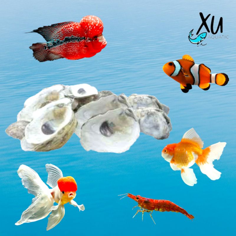 OYSTER SHELL KULIT KERANG MEDIA FILTER PENSTABIL PH AIR 500 GR