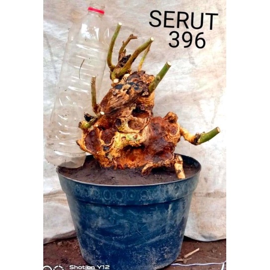 dongkelan bonsai serut semi on the rock 12k