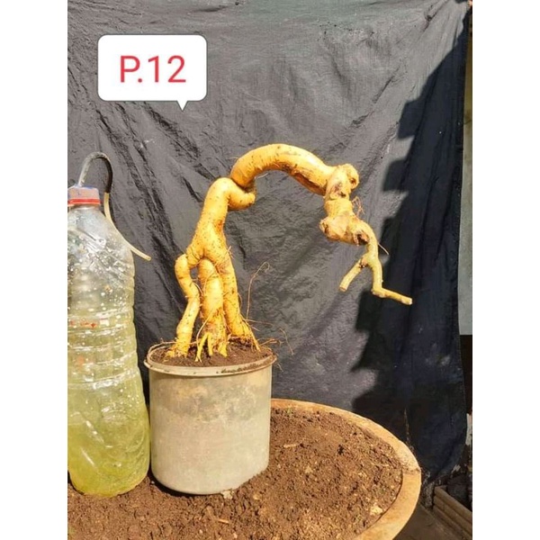 dongkelan bonsai serut bunjin 15k