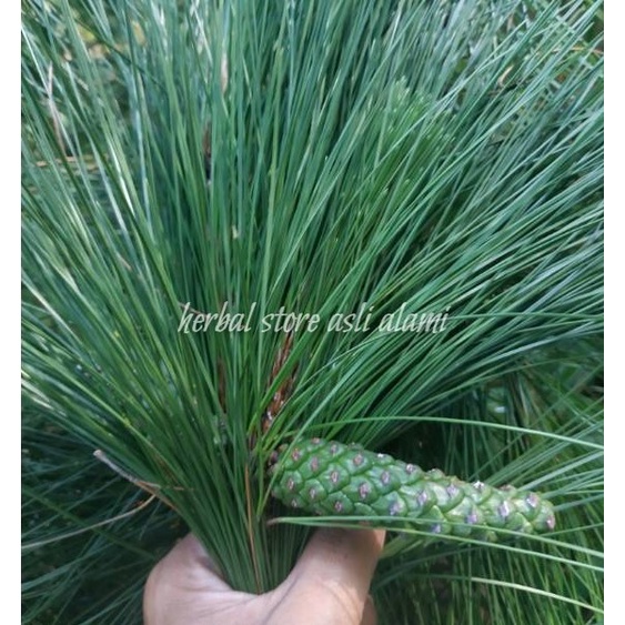 

herbal daun pinus/daun pines segar baru dipetik