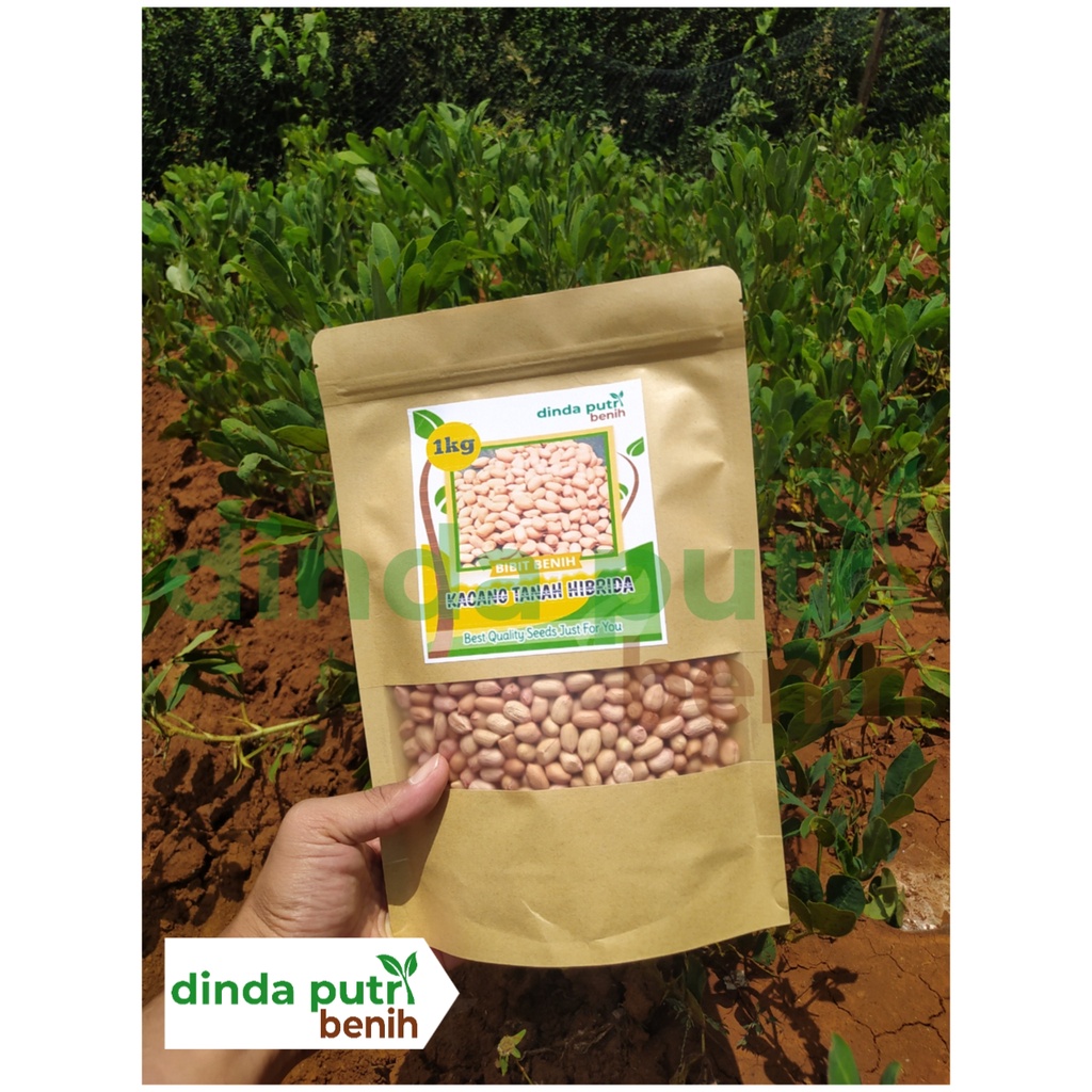 bibit kacang tanah gajah cepat panen / Benih kacang tanah 1 kg super varietas gajah