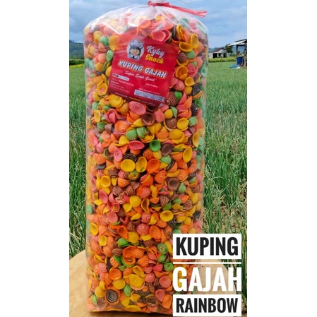 

KUPING GAJAH RAINBOW