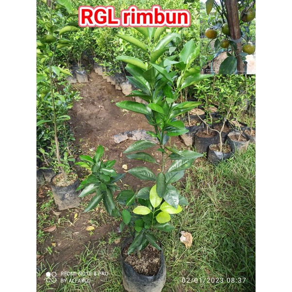 bibit jeruk RGL rimbun