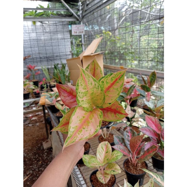 PROMO AGLONEMA !!! Aglaonema Light of Diamond ( LOD ) - Aglonema LOD