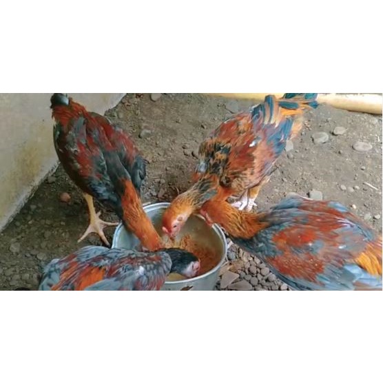 Ayam Kampung Super Jantan dan Betina Hidup Berat 1-2 Kg - Ayam Sehat