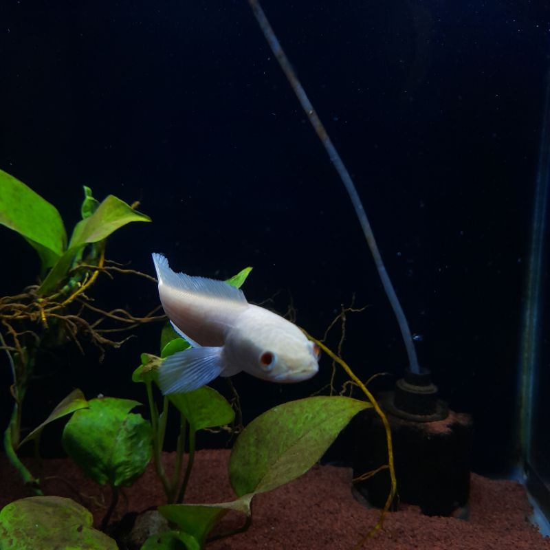 Channa Striata albino mata merah + ekor lurus no bengkok-bengkok