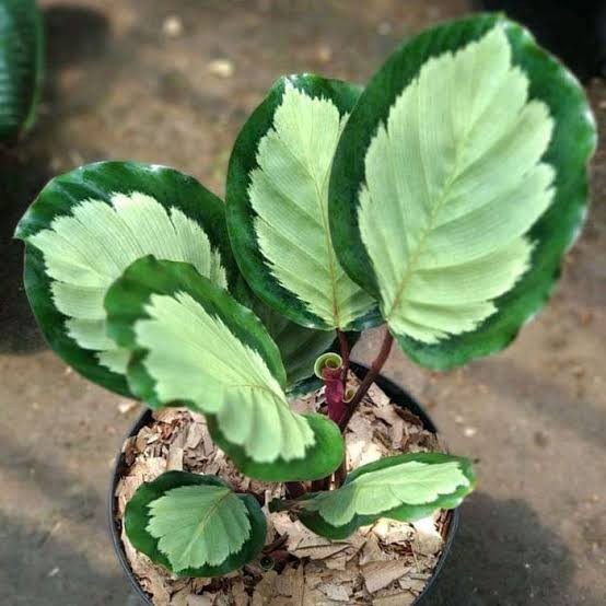 Tanaman Hias Calathea Corona - Calathea Corona