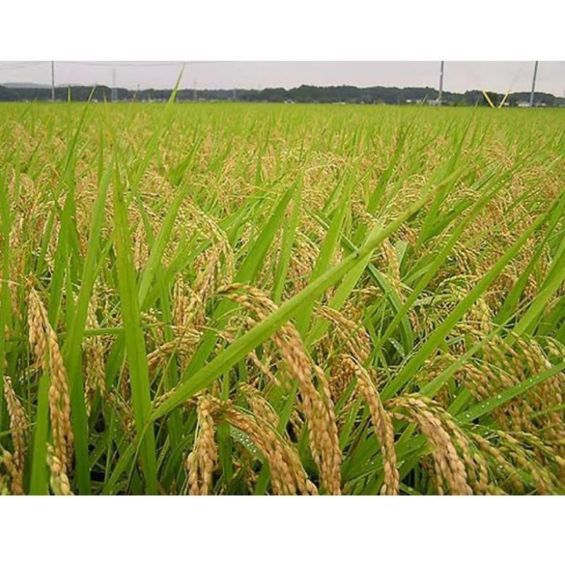 BENIH INPARI32 SUPER 1KG