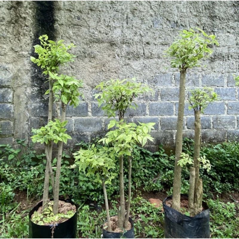 Pohon Bonsai Anting Putri