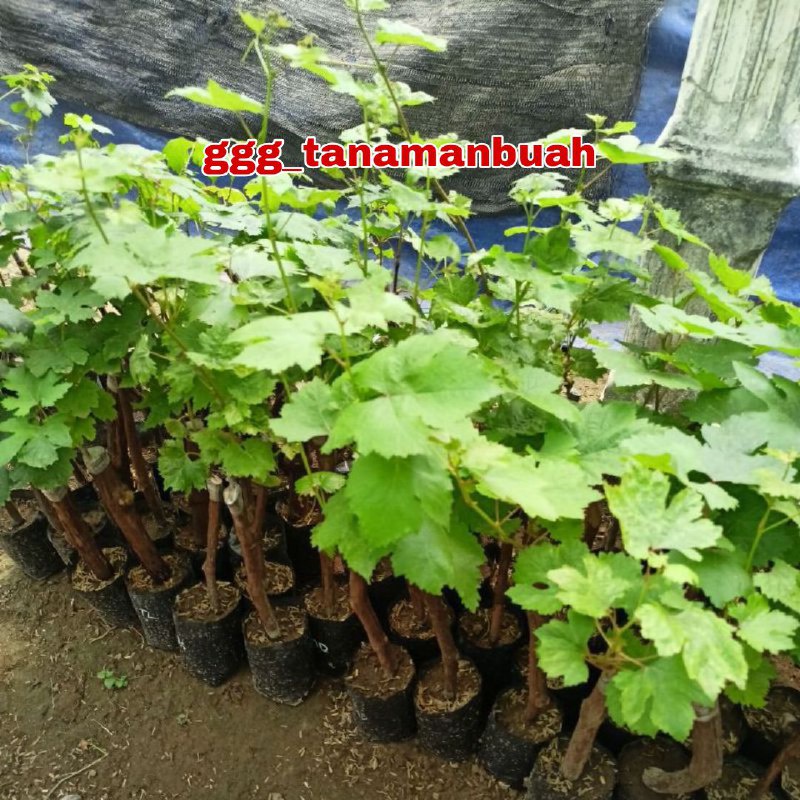 Bibit Anggur Casanova Hasil Grafting Berbuah Dalam 6 Bulan