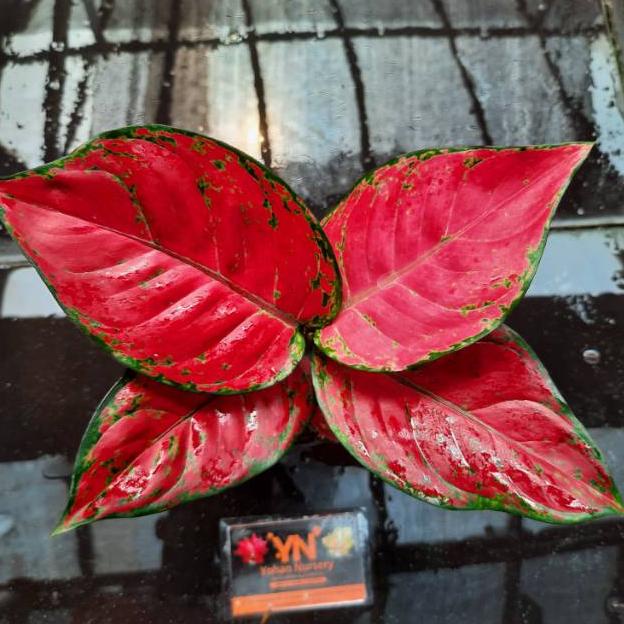 Tanaman Hias Aglonema Red Anjamani / Tanaman Hias Bunga Red anja / Bunga Hias / Tanaman Hidup Red An