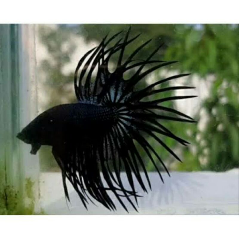 sepasang indukan cupang crowntail (black Orchid)
