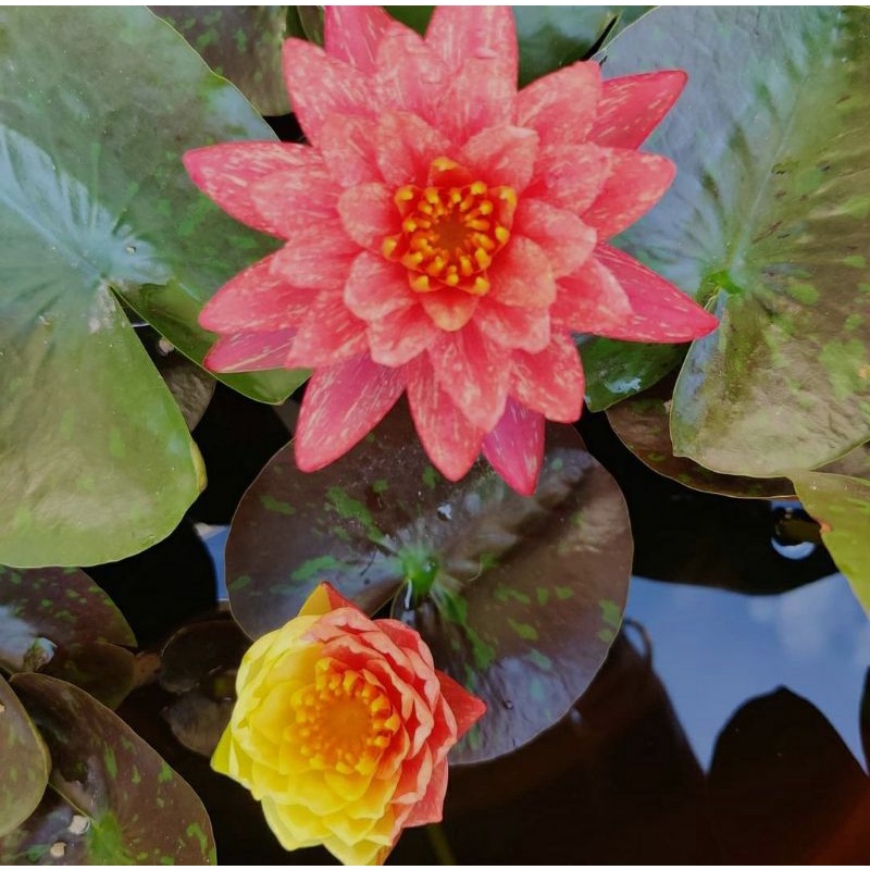 Teratai hardy wanvisa