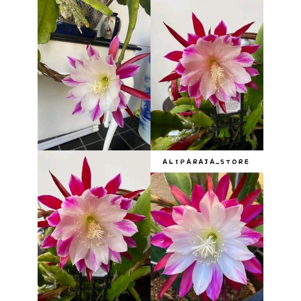 Tanaman Hias Wijaya Kusuma Hibrid ID CLOWN