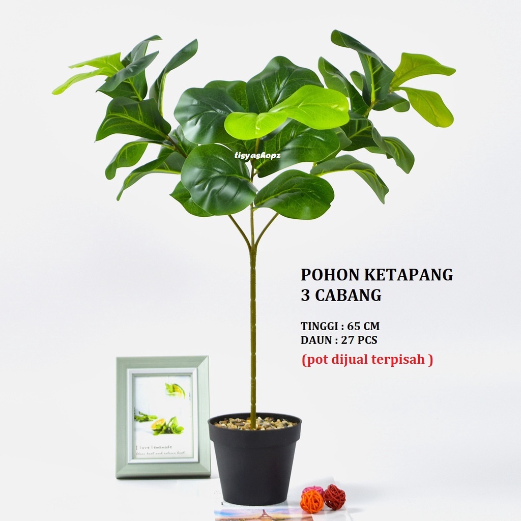 Pohon Beringin Tunggal / Pohon Ketapang Biola ( Tanpa Pot )