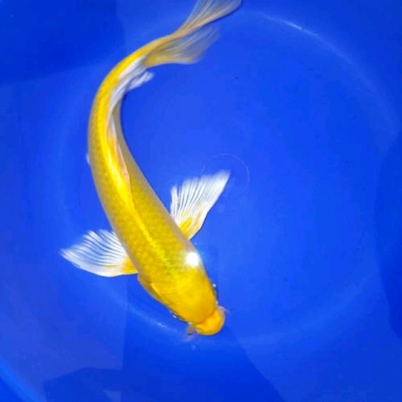 k0i slayer platinum ogon size 8-9cm