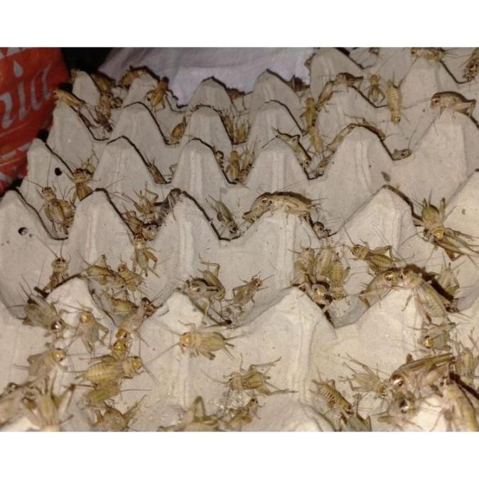 

Telur Jangkrik Madu Kuning / Kunyit Emas Kemasan 1 Kg Magnabunbul