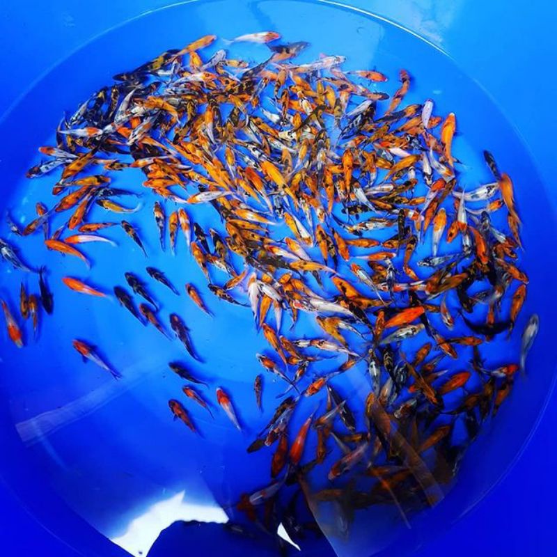 hiasan kolam bibit koi Showa shiro utsuri minimal order 5