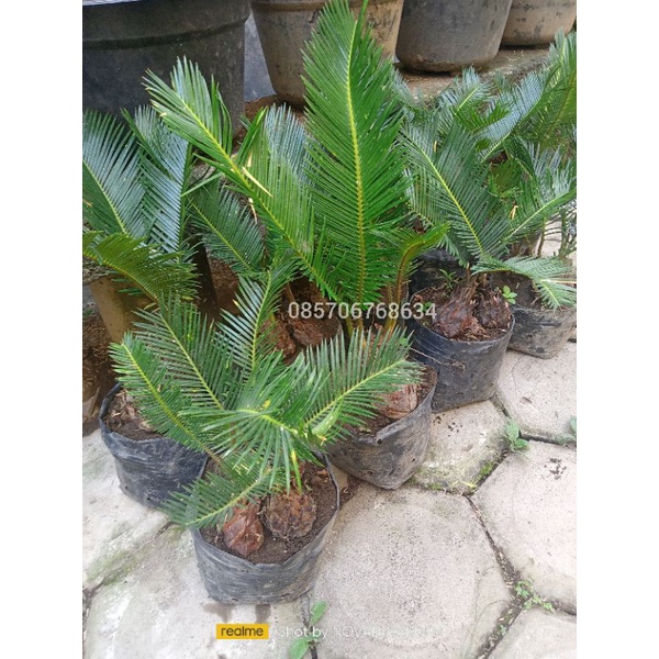 mawar jambe / sikas tanaman hias sikas/mawar jambe