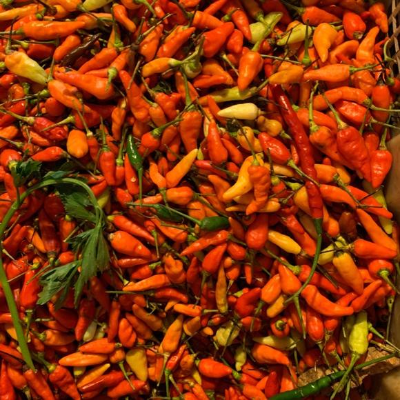 

HOT Cabe rawit segar