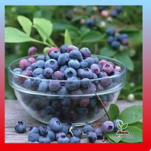 Paket 2 Bibit Blueberry Jumpfruit cangkok premium