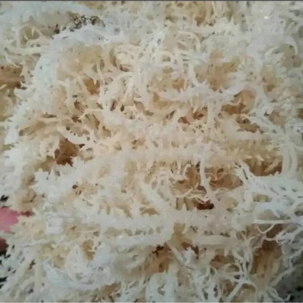 

RUMPUT LAUT - 250 GRAM