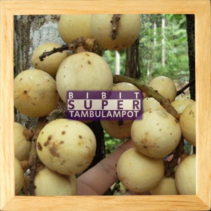 TERPERCAYAA Bibit Tanaman Buah Duku Palembang Okulasi Stek Cangkok