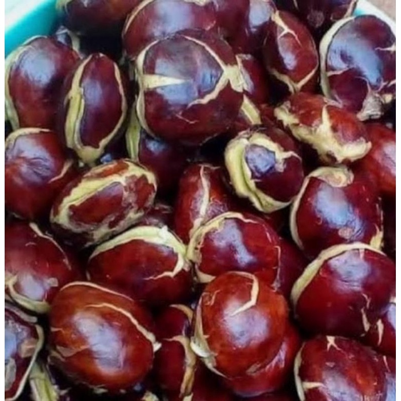 

Jengkol Tua super 1kg