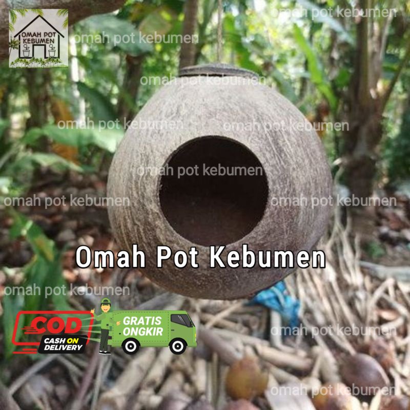 GLODOK BATOK KELAPA NATURAL RUMAH BURUNG LOVEBIRD