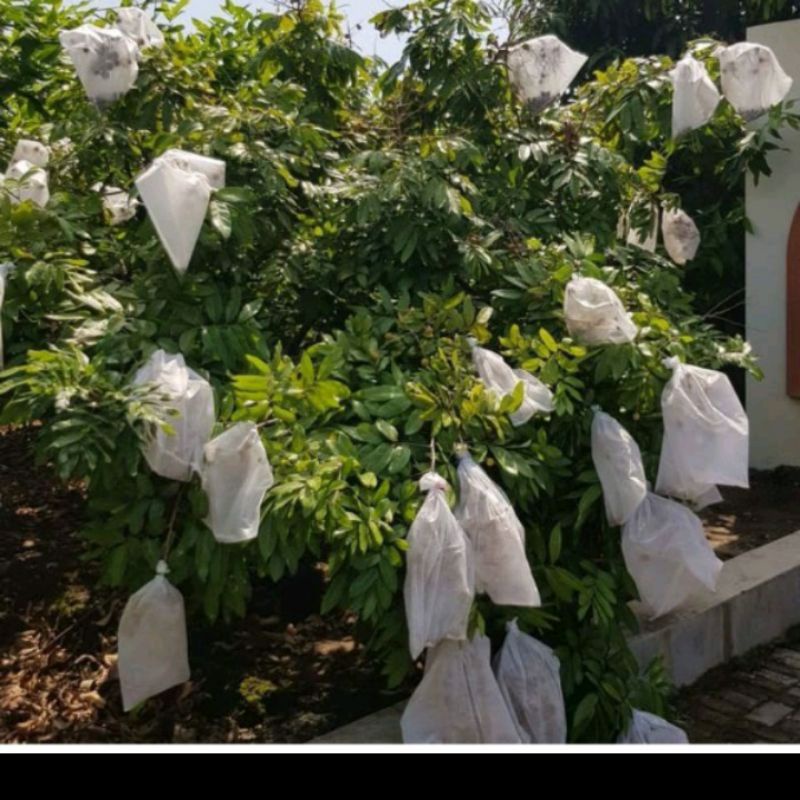 Brongsong Buah Klengkeng/Pembungkus Buah/Blongsong Buah