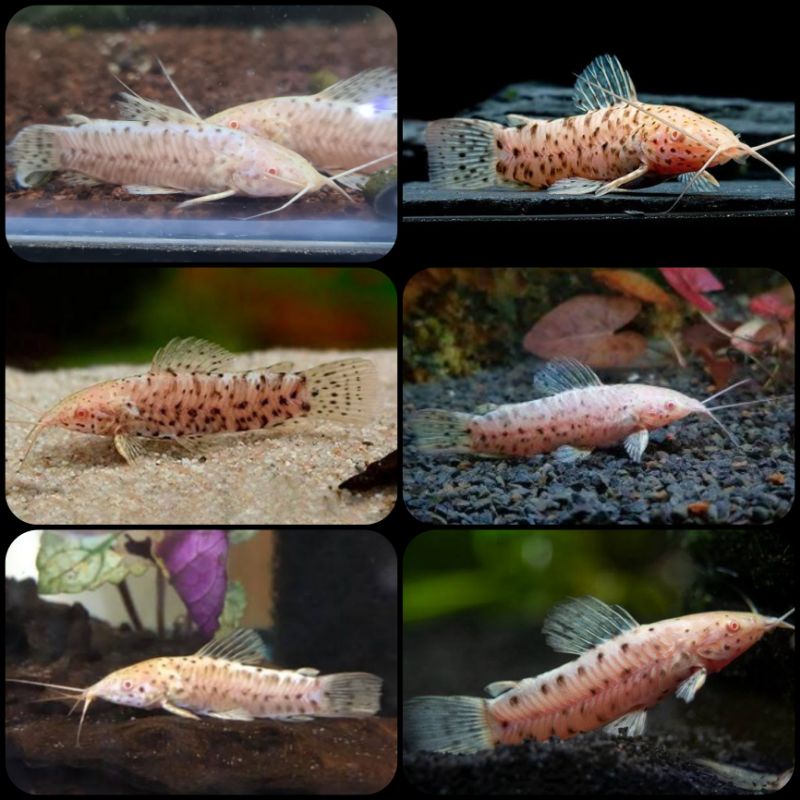 ikan hoplo catfish albino untuk aquarium dan aquascape