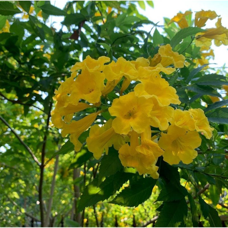 Tanaman tecomaria bunga kuning tanaman bunga tekomaria tanaman rajin berbunga tanaman tekomaria tana