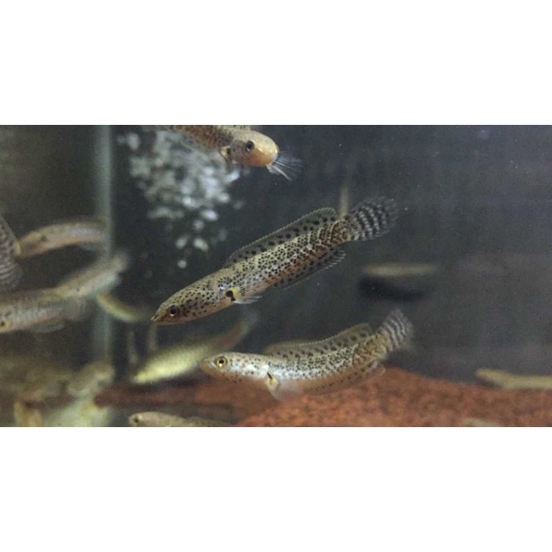 channa limbata full dot 5-6 cm