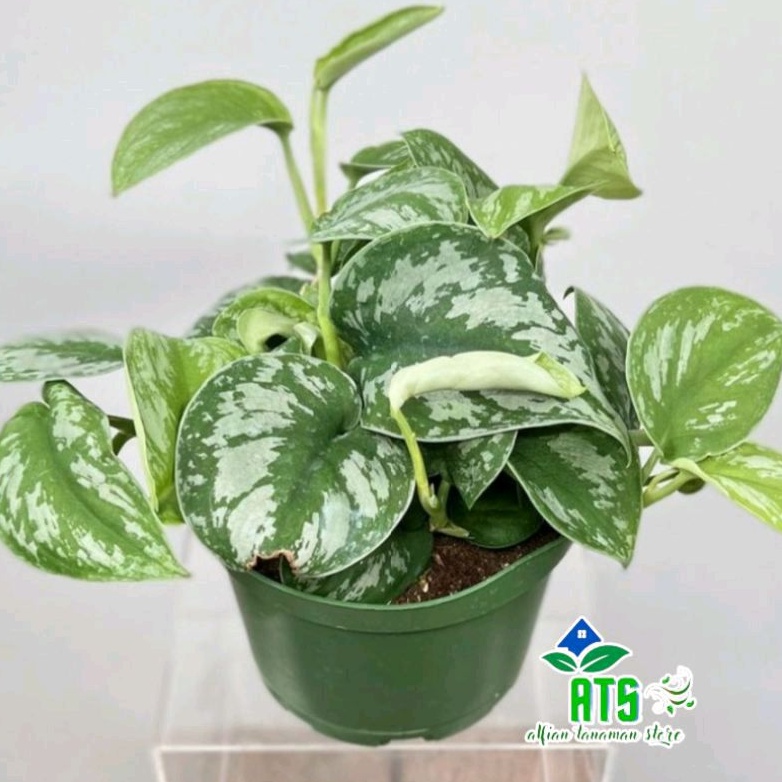 scindapsus pictus exotica silver - tanaman hias scindapsus exotica silver - tanaman gantung scindaps