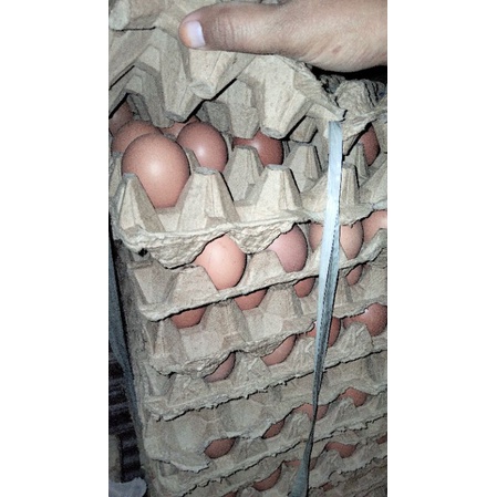 

telur super