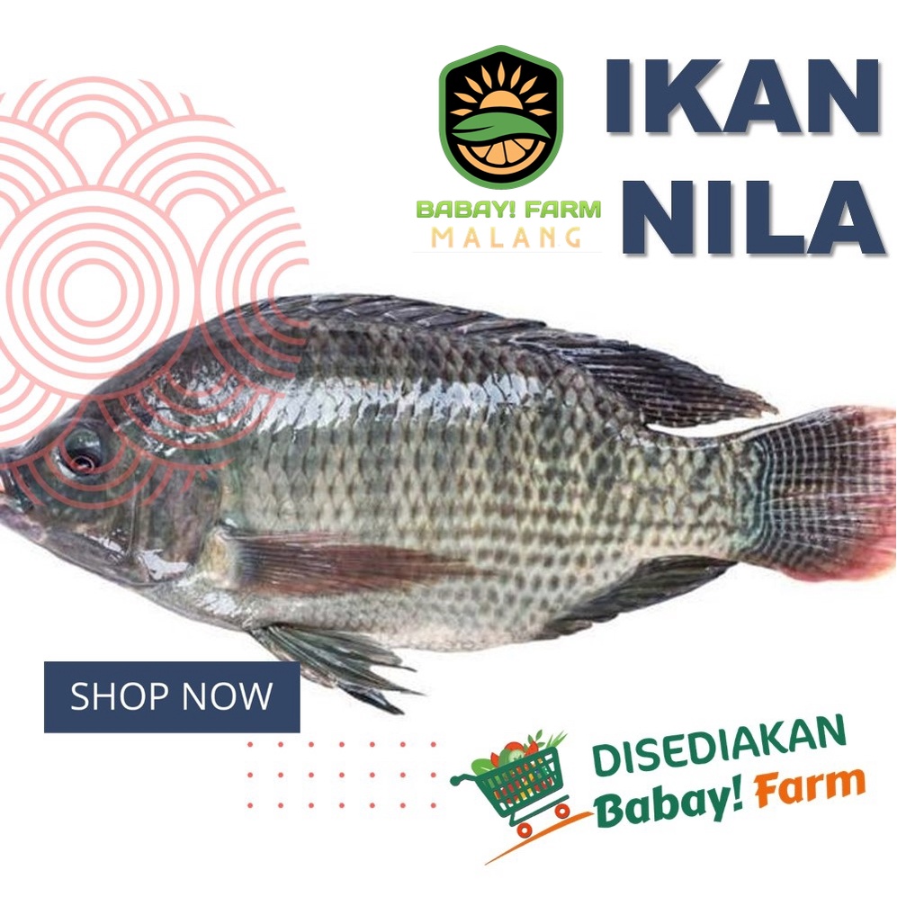 

Ikan Nila Segar 500 gr / 1 Kg