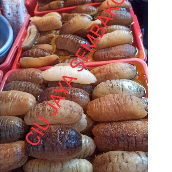 

Diskon [KF7] TERIPANG / HAISOM / TERIPANG BELITUNG / HAISOM BELITUNG / HOISYEM