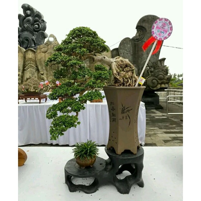 Bibit bonsai Sancang