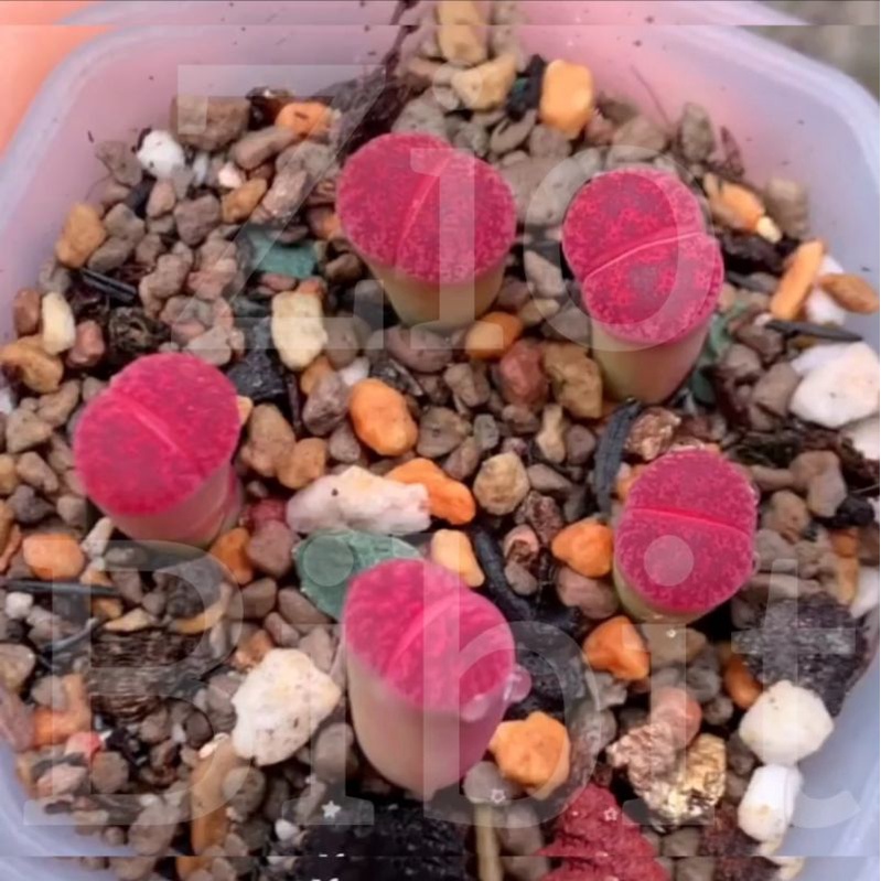 Biji Kaktus Sukulen Lithops Benih Bibit Biji Hias Mini Pink