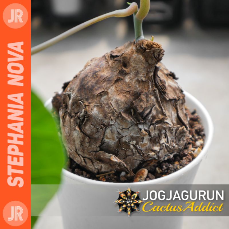 Stephania Nova Tanaman Caudex