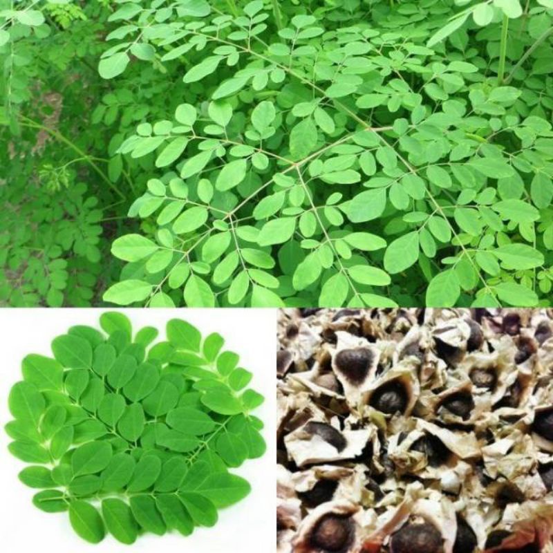 10 Biji/Biji/Bibit Daun kelor