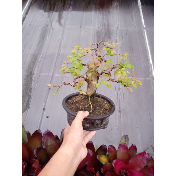 bonsai anggur brazil kupa landak bogel