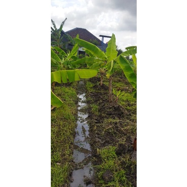 bibit pisang cavendish, pisang raja bulu, pisang kidang merah, pisang kepok kuning, pisang tanduk,  