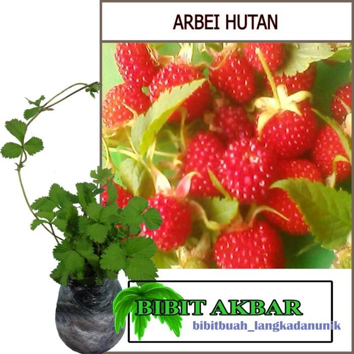 Bibit Tanaman Buah Arbei Hutan