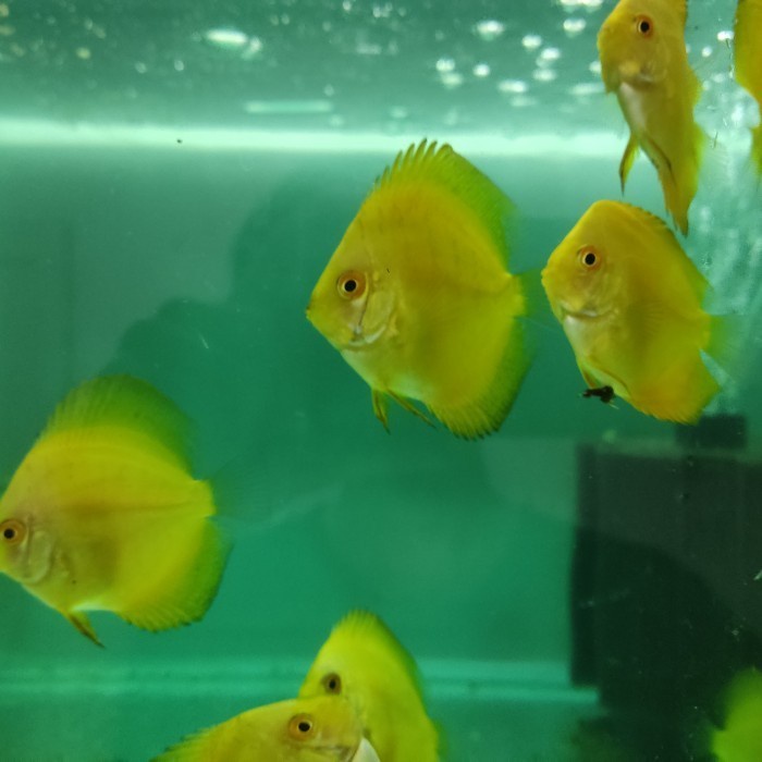 Ikan Discus Jenis Golden Yellow Ukuran 2 inch